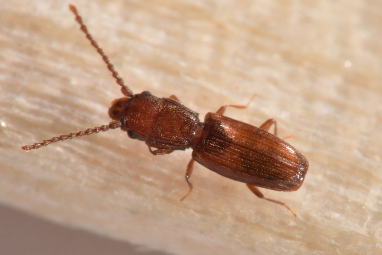 Laemophloeidae: Cryptolestes duplicatus ♂♀